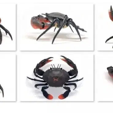 [BUNJANG] Bandai Creatures Great Encyclopedia Saw-toothed Crab Blue Crab / 반다이 생물대도감 톱날꽃게 푸른게 청게