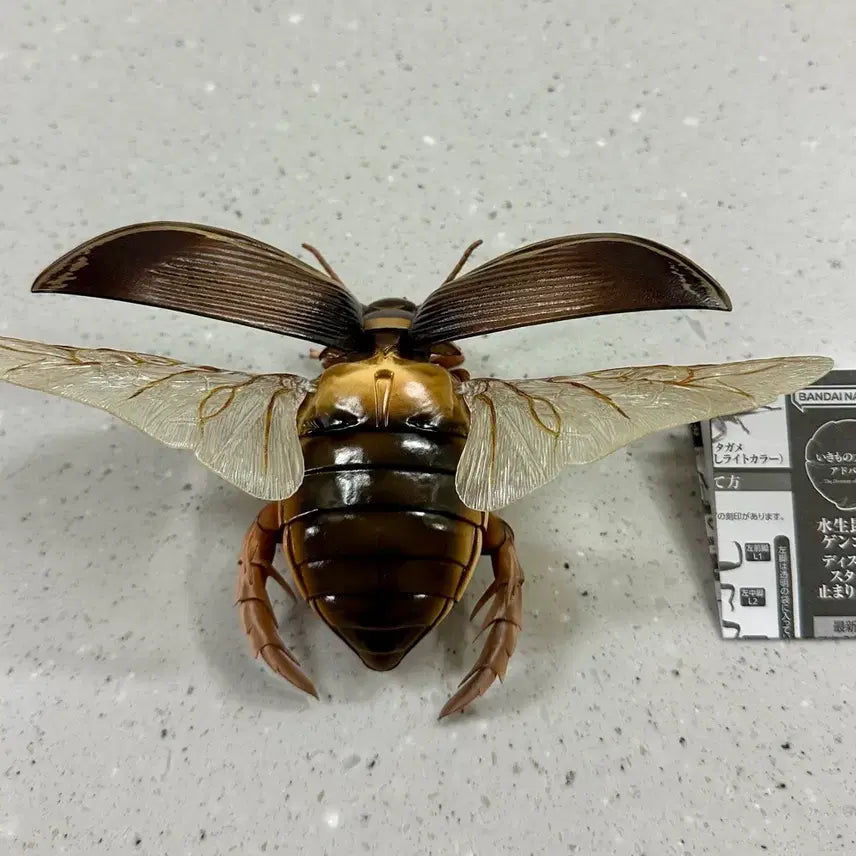 [BUNJANG] Advance Life Guide Advanced Aquatic Insects 2 Water Beetle + Hindwing / 생물대도감 어드밴스 수생곤충 2 온라인 물방개 물방개붙이 + 속날개