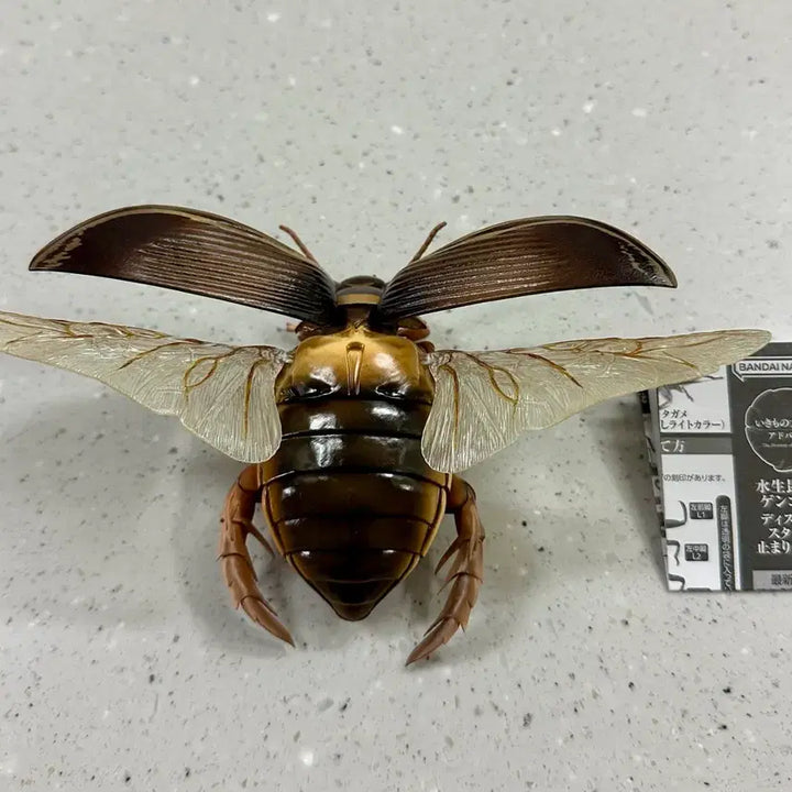 [BUNJANG] Advance Life Guide Advanced Aquatic Insects 2 Water Beetle + Hindwing / 생물대도감 어드밴스 수생곤충 2 온라인 물방개 물방개붙이 + 속날개