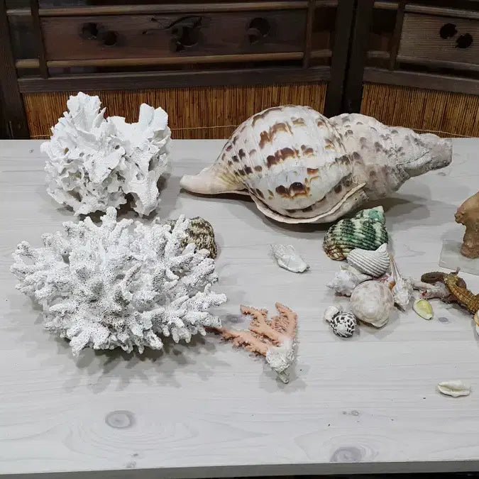 [BUNJANG] Aquarium Decor Bundle - Read Description / 수족관용 어패류 일괄/내용필독