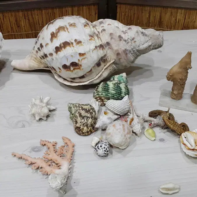 [BUNJANG] Aquarium Decor Bundle - Read Description / 수족관용 어패류 일괄/내용필독