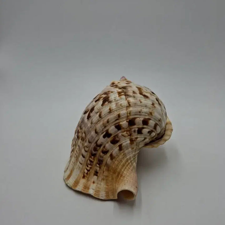[BUNJANG] Giant Triton Natural Shell Decor / 대형 자이언트 트리톤 천연 조개 오브제