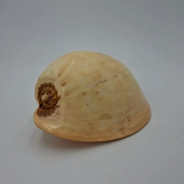 [BUNJANG] Large Melo Broderipii Natural Shell Decor / 대형 멜론고둥 천연 조개 오브제