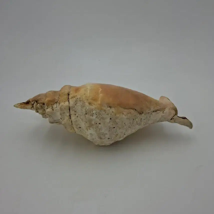 [BUNJANG] Large Giant Spider Conch Natural Shell Decor / 대형 자이언트 스파이더 콘치 천연 조개 오브제