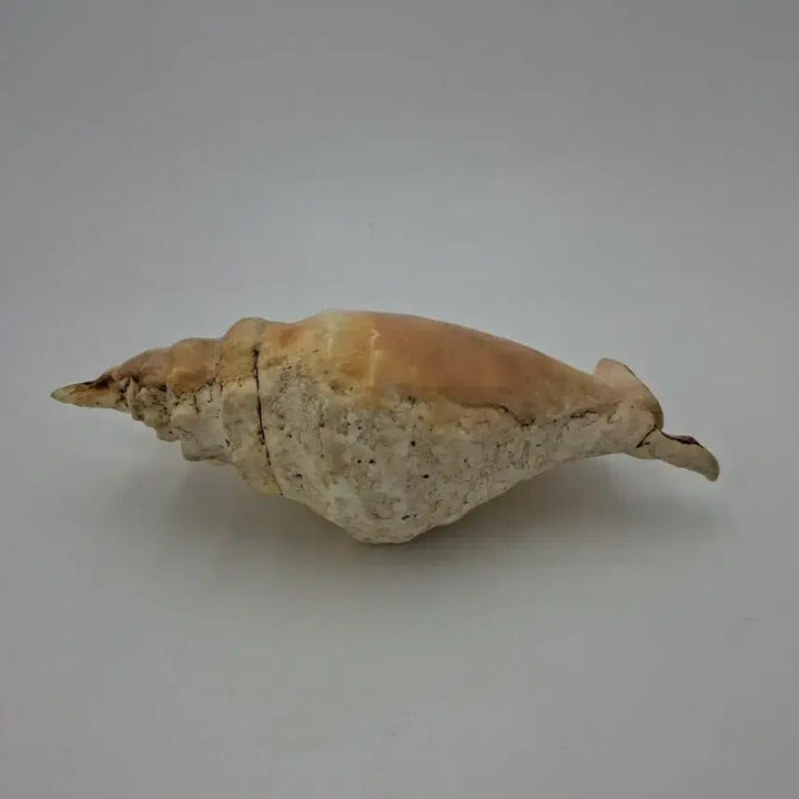 [BUNJANG] Large Giant Spider Conch Natural Shell Decor / 대형 자이언트 스파이더 콘치 천연 조개 오브제
