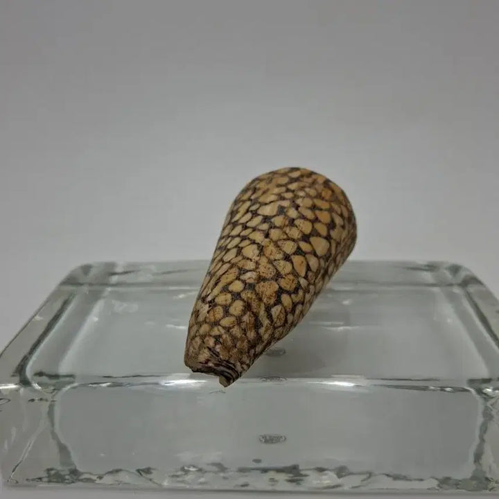 [BUNJANG] Textile Cone Natural Shell Decor / 텍스타일 콘 천연 조개 오브제