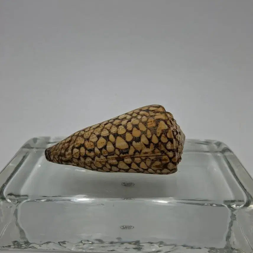 [BUNJANG] Textile Cone Natural Shell Decor / 텍스타일 콘 천연 조개 오브제
