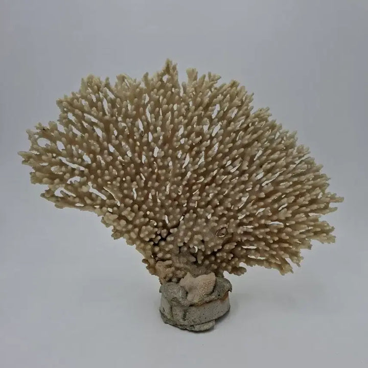 [BUNJANG] Large Acropora Table Coral Decor / 대형 아크로포라 테이블 산호 오브제