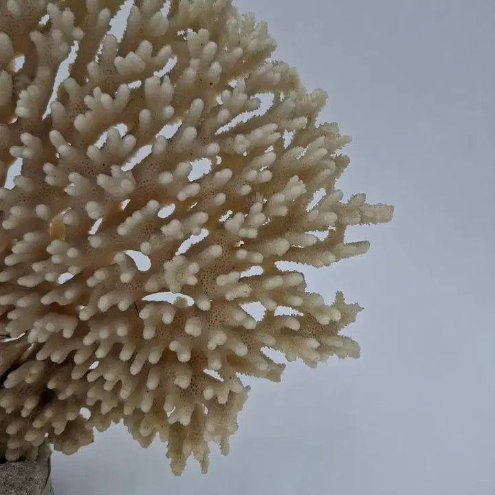 [BUNJANG] Large Acropora Table Coral Decor / 대형 아크로포라 테이블 산호 오브제