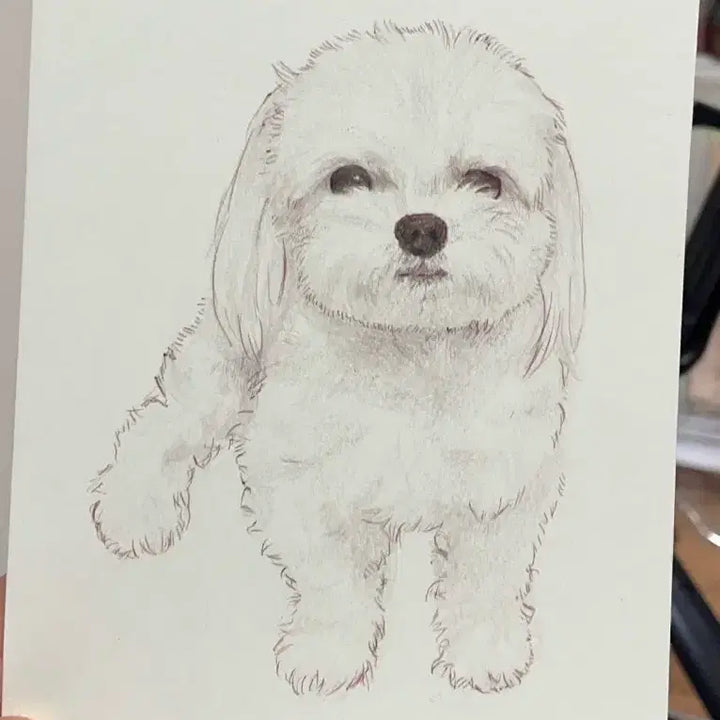 [BUNJANG] Pet Portrait Commission / 반려동물 그림 초상화 커미션