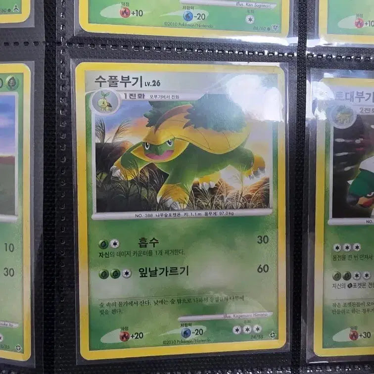 [BUNJANG] Pokemon Cards, Torterra Line, Bundle Set, Vintage / 포켓몬카드 모부기 수풀부기 토대부기 dp 일괄 세트 고대 고전 빈티지