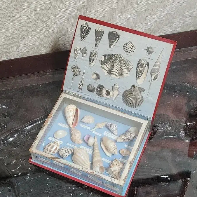 [BUNJANG] Okinawa Shell Specimen / 일본 오키나와산 조개표본