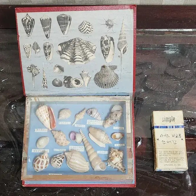 [BUNJANG] Okinawa Shell Specimen / 일본 오키나와산 조개표본