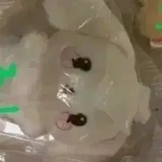 [BUNJANG] Hemongi Plush Toy / 헷몽이