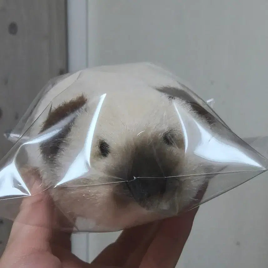 [BUNJANG] Handmade Guinea Pig Plush / 찜X) 구매가 이하 양도 수제 기니피그 인형
