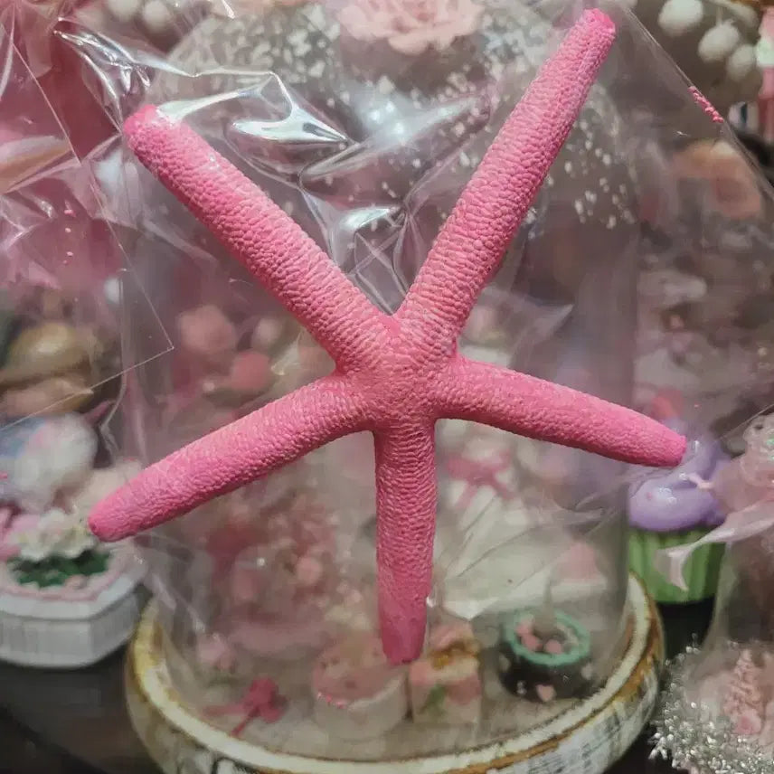 [BUNJANG] Pink Starfish Import Shabby Seashell / 핑크색 불가사리 수입 쉐비 씨쉘