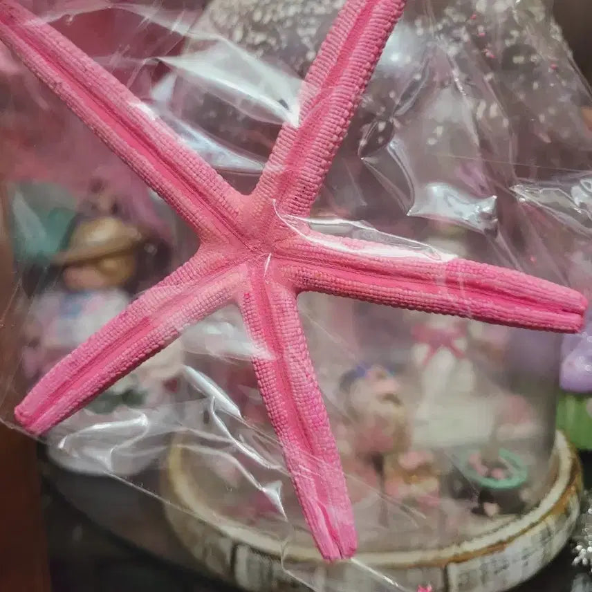 [BUNJANG] Pink Starfish Import Shabby Seashell / 핑크색 불가사리 수입 쉐비 씨쉘