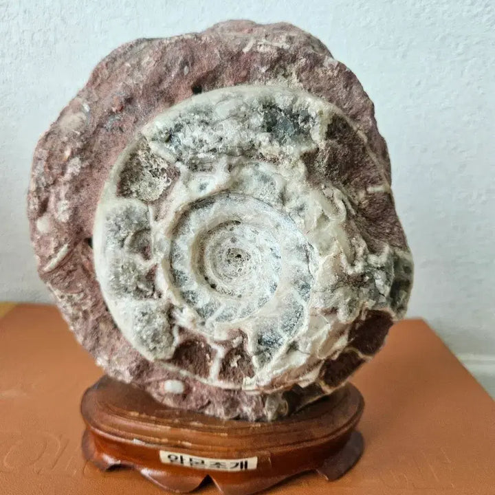 [BUNJANG] Fossil Ammonite Raw Stone Ornament / 화석 암모나이트 원석 장식품