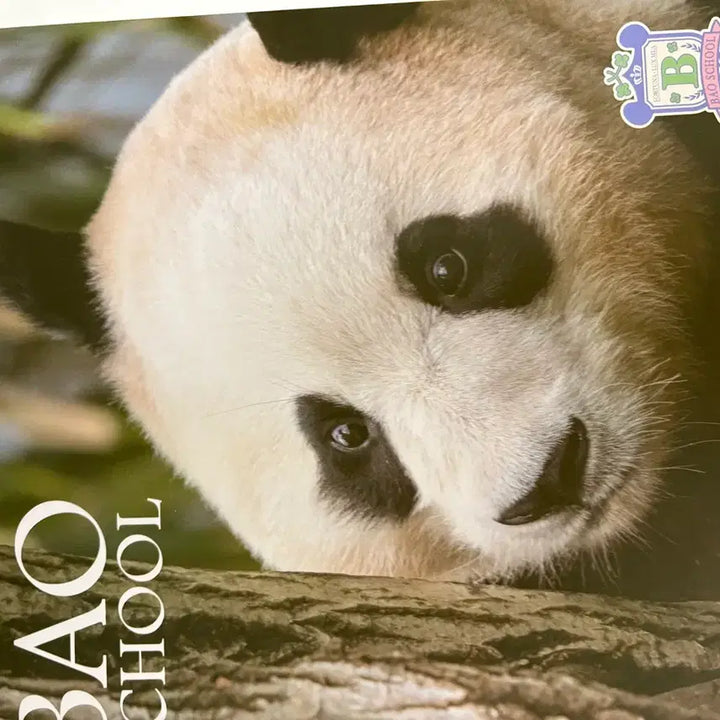 [BUNJANG] Fu Bao Season&