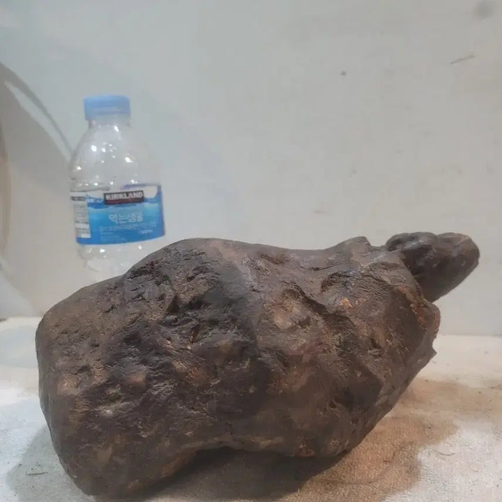 [BUNJANG] Antique Root Wood Sculpture / 자라형상 뿌리목 작품