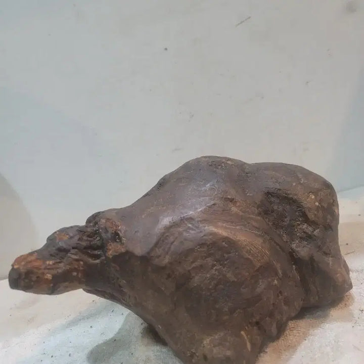 [BUNJANG] Antique Root Wood Sculpture / 자라형상 뿌리목 작품