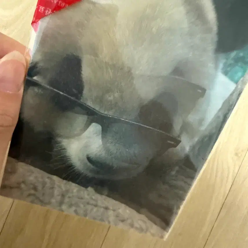[BUNJANG] Fu Bao Lenticular Postcard / 푸바오 렌티큘러엽서