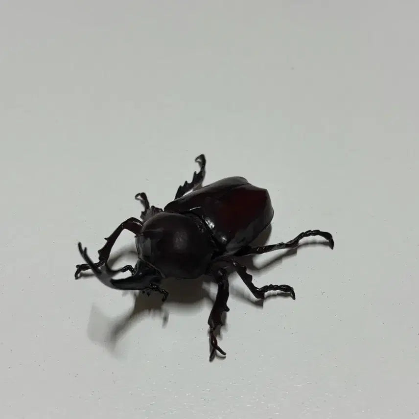 [BUNJANG] Insect Encyclopedia Rhinoceros Beetle Figure Gacha / 생물대도감 장수풍뎅이 피규어 가챠 판매
