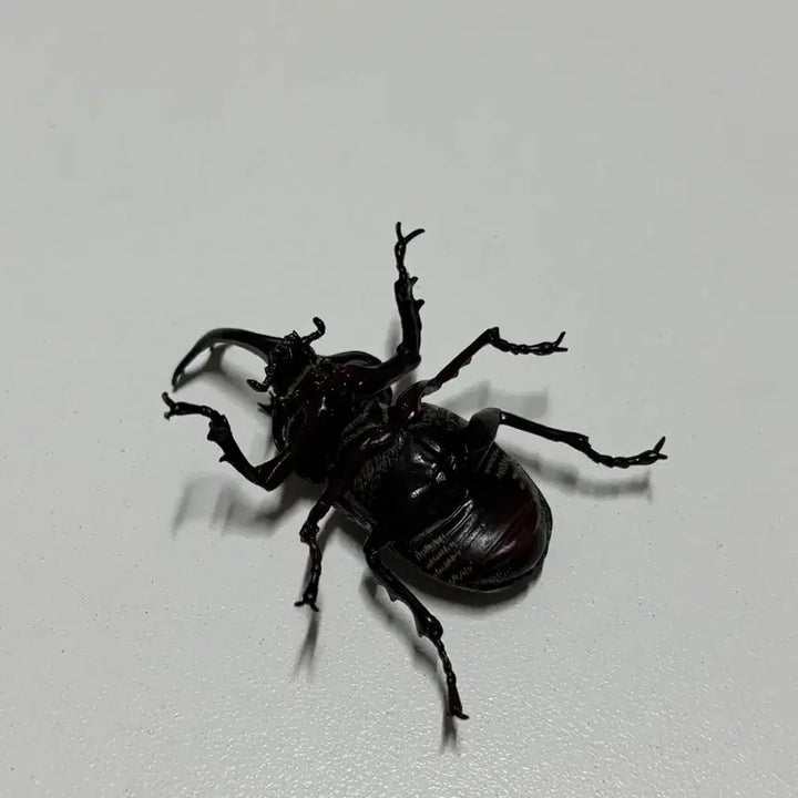 [BUNJANG] Insect Encyclopedia Rhinoceros Beetle Figure Gacha / 생물대도감 장수풍뎅이 피규어 가챠 판매