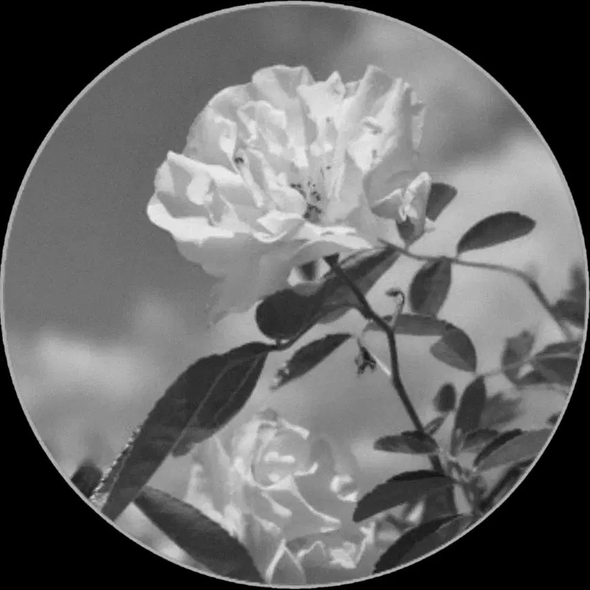 [BUNJANG] White Rose Patterned Stone / 문양석(백장미)