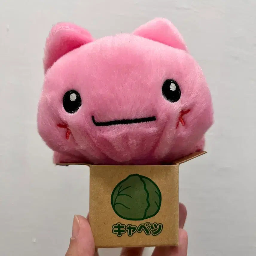 [BUNJANG] Cabbage Box Cat Plush / 양배추 고양이 인형