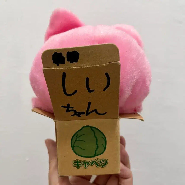 [BUNJANG] Cabbage Box Cat Plush / 양배추 고양이 인형