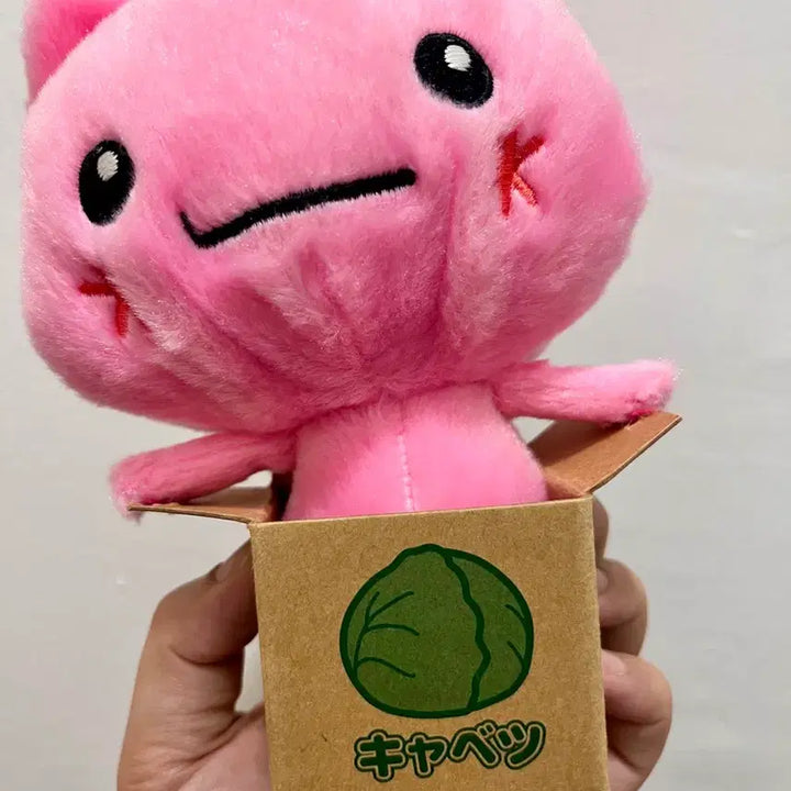 [BUNJANG] Cabbage Box Cat Plush / 양배추 고양이 인형