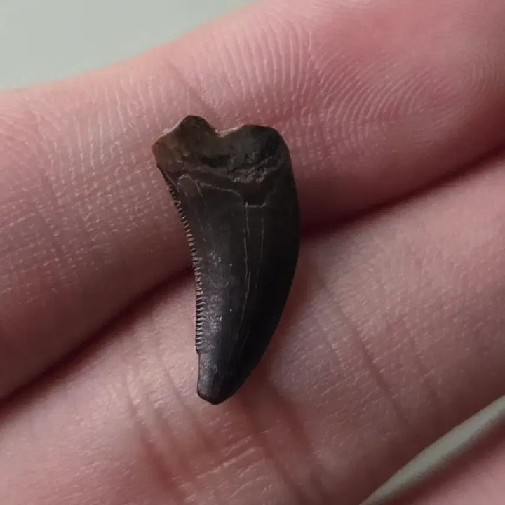 [BUNJANG] Authentic Acrocanthosaurus Tooth Fossil / 진품 아케로랍토르(랩터) 이빨 화석 싸게 판매합니다!