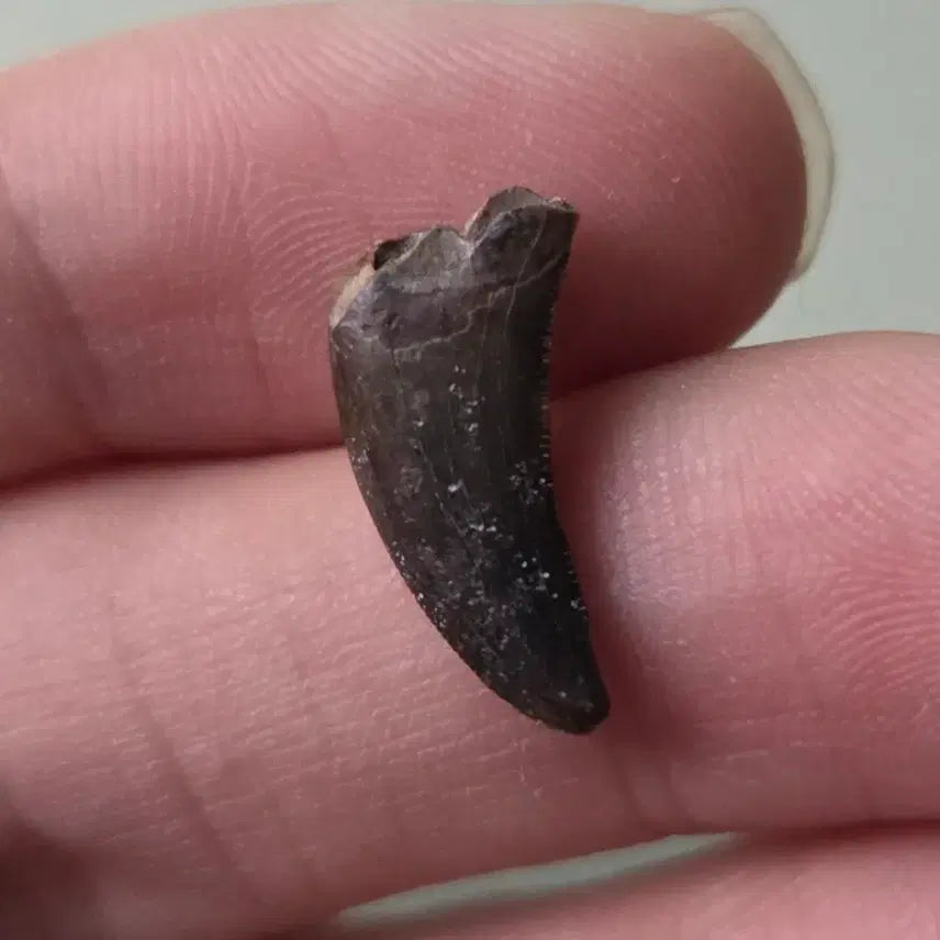 [BUNJANG] Authentic Acrocanthosaurus Tooth Fossil / 진품 아케로랍토르(랩터) 이빨 화석 싸게 판매합니다!