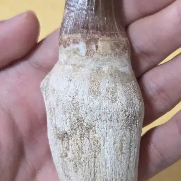 [BUNJANG] Authentic Mosasaurus Tooth Fossil / 진품 틸로사우루스 이빨 화석 판매합니다!