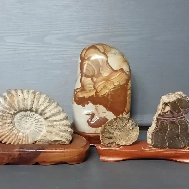 [BUNJANG] Ammonite Fossil and Scholar Stone Set Bundle / 화석 암모나이트 . 수석 세트 일괄