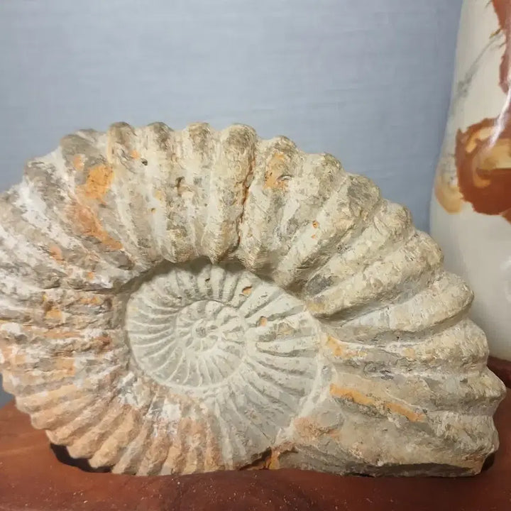 [BUNJANG] Ammonite Fossil and Scholar Stone Set Bundle / 화석 암모나이트 . 수석 세트 일괄