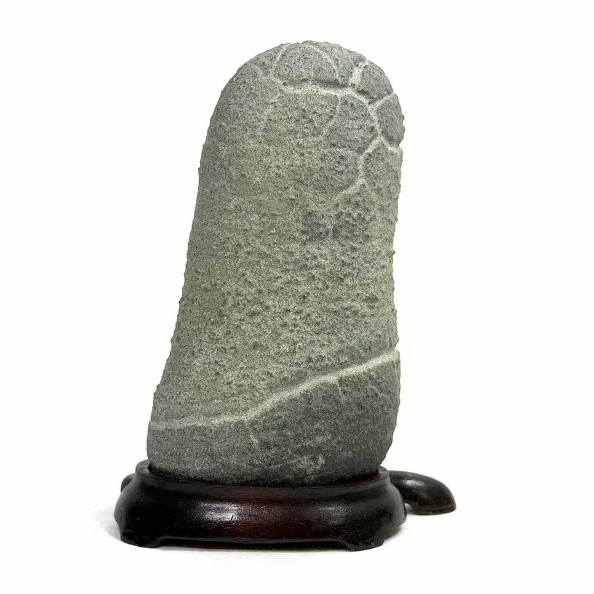 [BUNJANG] Korean Turtle Shell Stone Suiseki / 울산 구갑석 수석