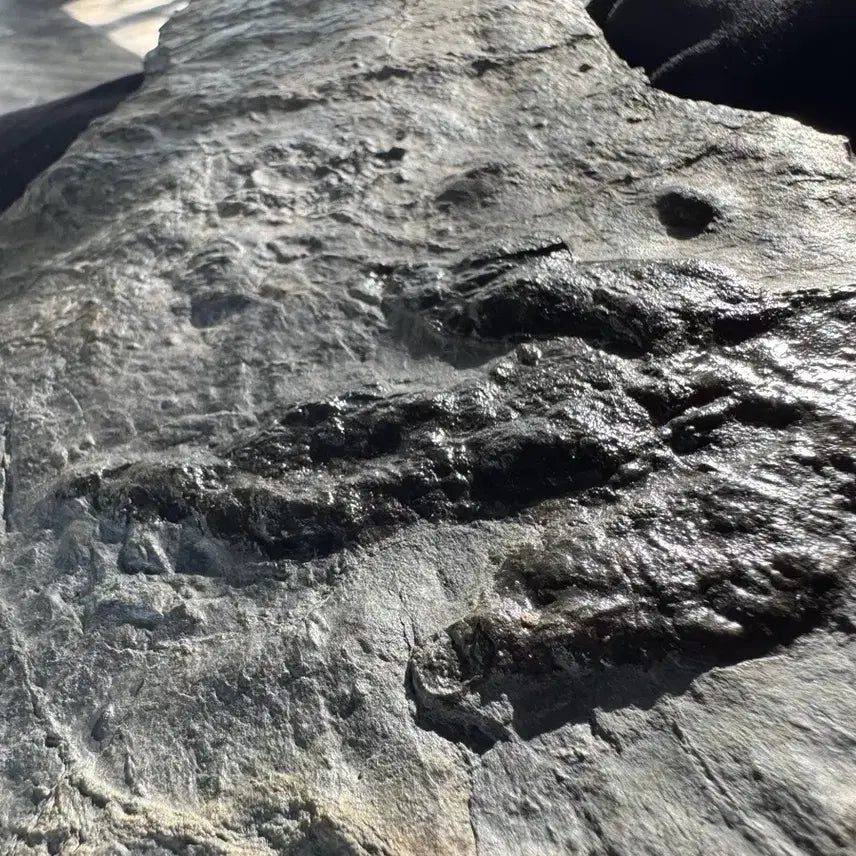 [BUNJANG] Authentic Dinosaur Footprint Fossil from Utah / 진품 공룡 발자국