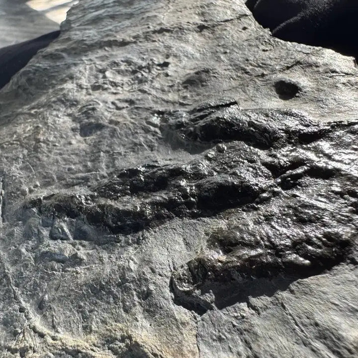 [BUNJANG] Authentic Dinosaur Footprint Fossil from Utah / 진품 공룡 발자국