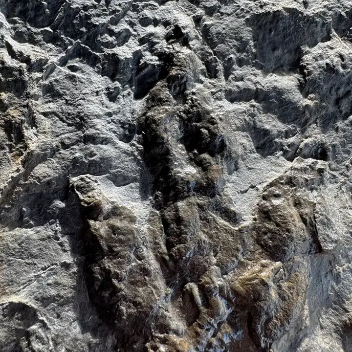 [BUNJANG] Authentic Dinosaur Footprint Fossil from Utah / 진품 공룡 발자국