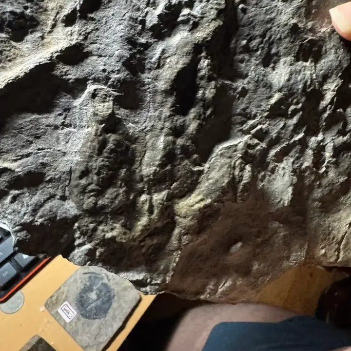 [BUNJANG] Authentic Dinosaur Footprint Fossil from Utah / 진품 공룡 발자국