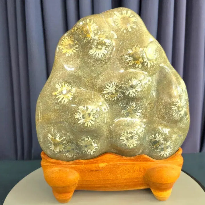 [BUNJANG] Grade 1 White Chrysanthemum Fossil / 1급 백국화석