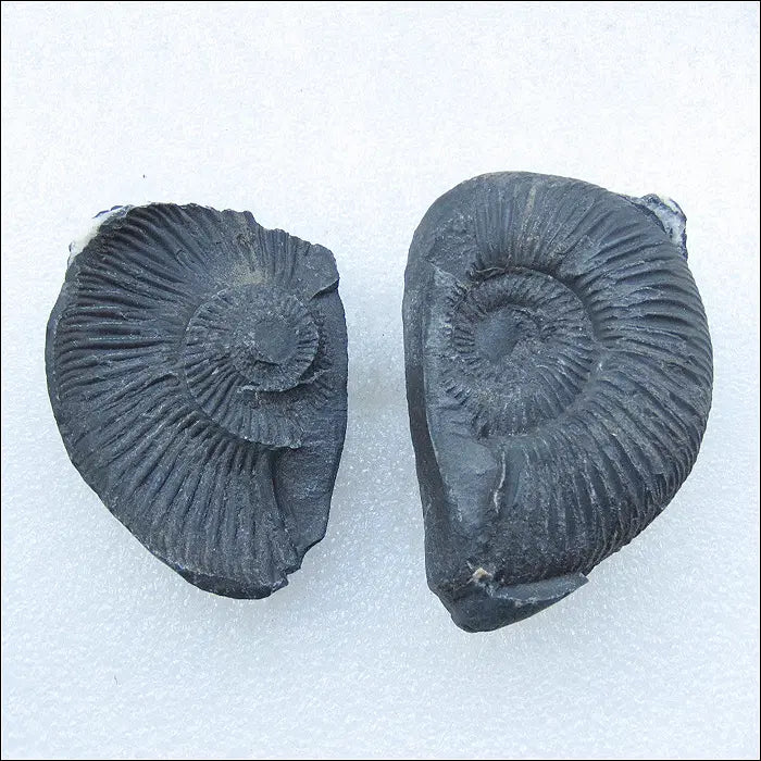 [BUNJANG] Ammonite Fossil Pair / 암모나이트(Ammonite) 화석 한쌍