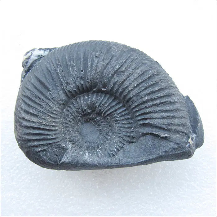[BUNJANG] Ammonite Fossil Pair / 암모나이트(Ammonite) 화석 한쌍