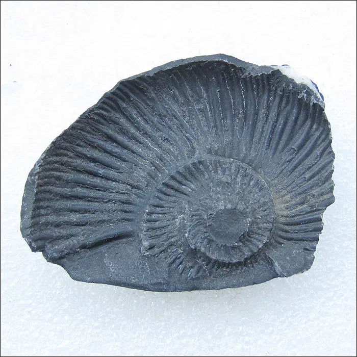[BUNJANG] Ammonite Fossil Pair / 암모나이트(Ammonite) 화석 한쌍