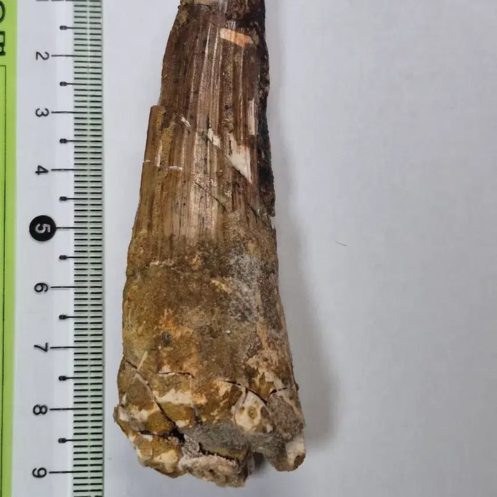 [BUNJANG] Spinosaurus Tooth Fossil (9cm) / 스피노사우루스 이빨 화석
