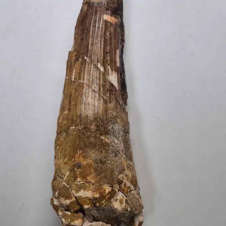 [BUNJANG] Spinosaurus Tooth Fossil (9cm) / 스피노사우루스 이빨 화석