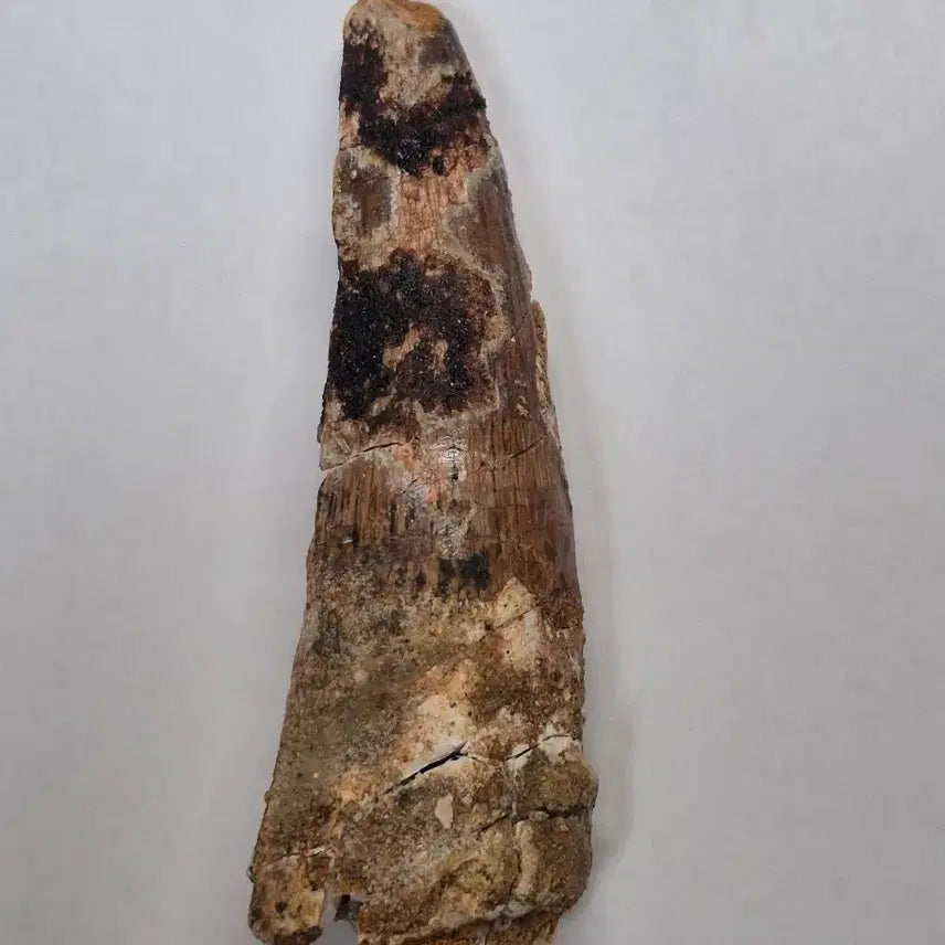[BUNJANG] Spinosaurus Tooth Fossil (9cm) / 스피노사우루스 이빨 화석