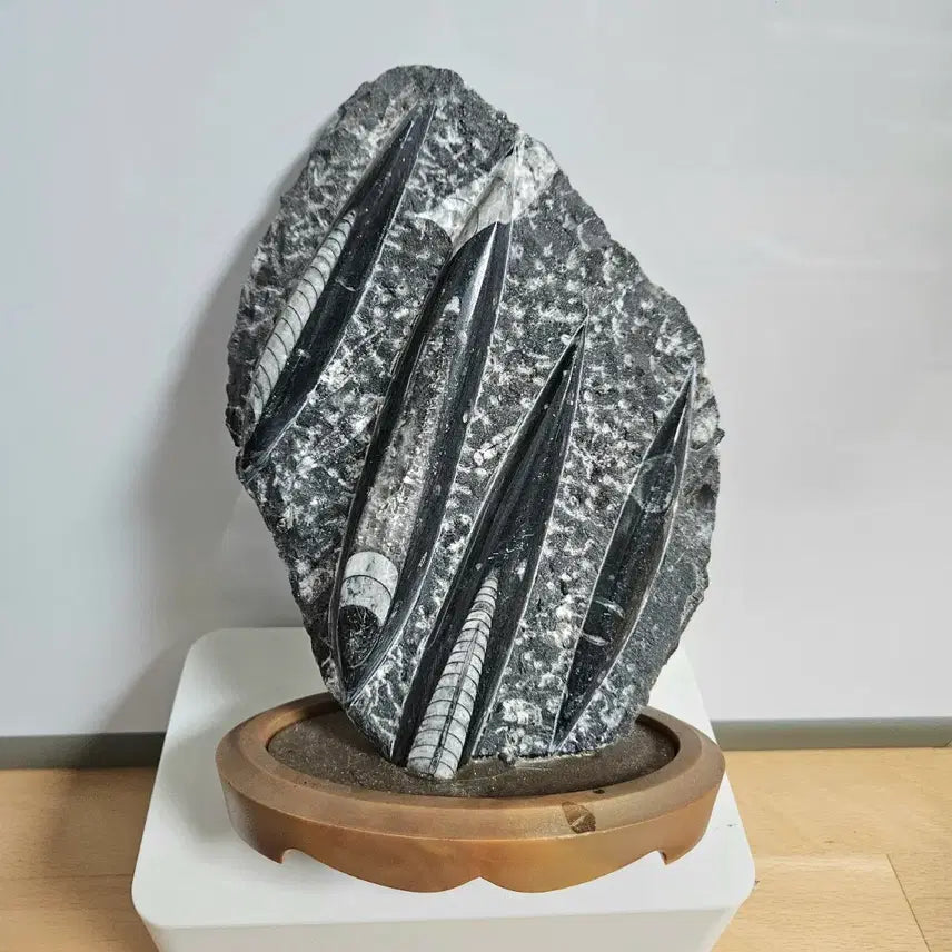 [BUNJANG] Unique Raw Stone with Fossil Inclusions - Interior Decor Object / 인테리어용 원석
